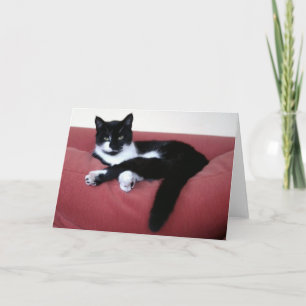 Queen Cat 2 Foto Card / Bruderkatze im Bad Ref Karte