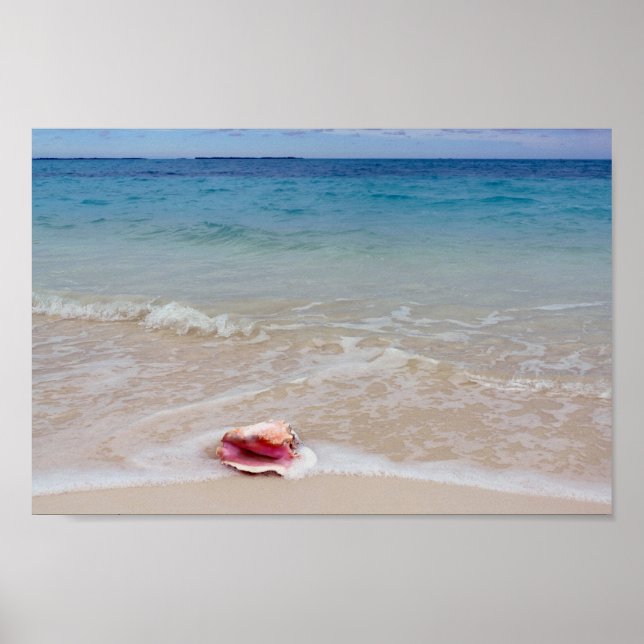 Queen Conch am Strand, Bahamas Poster (Vorne)