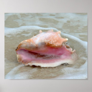 Queen Conch im Surf, Bahamas 8x10 Poster
