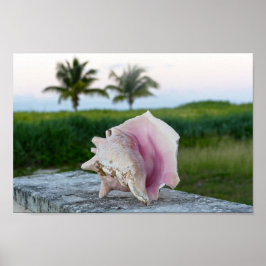 Queen Conch Muschel auf einer Mauer, die Bahamas Poster