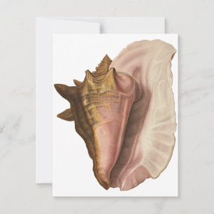 Queen Conch Muschel Seashell, Vintag maritimes Leb Einladung