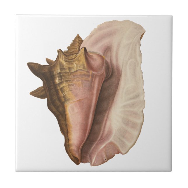 Queen Conch Muschel Seashell, Vintag maritimes Leb Fliese (Vorderseite)