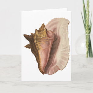 Queen Conch Muschel Seashell, Vintag maritimes Leb Karte