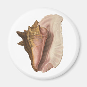 Queen Conch Muschel Seashell, Vintag maritimes Leb Magnet