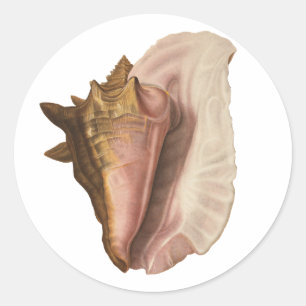 Queen Conch Muschel Seashell, Vintag maritimes Leb Runder Aufkleber