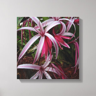 Queen Emmas Purpur Crinum-Lilie Leinwanddruck