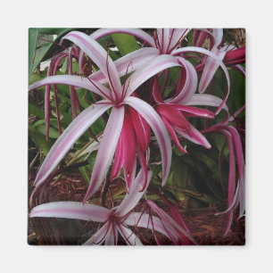 Queen Emmas Purpur Crinum-Lilie Magnet