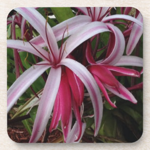 Queen Emmas Purpur Crinum-Lilie Untersetzer