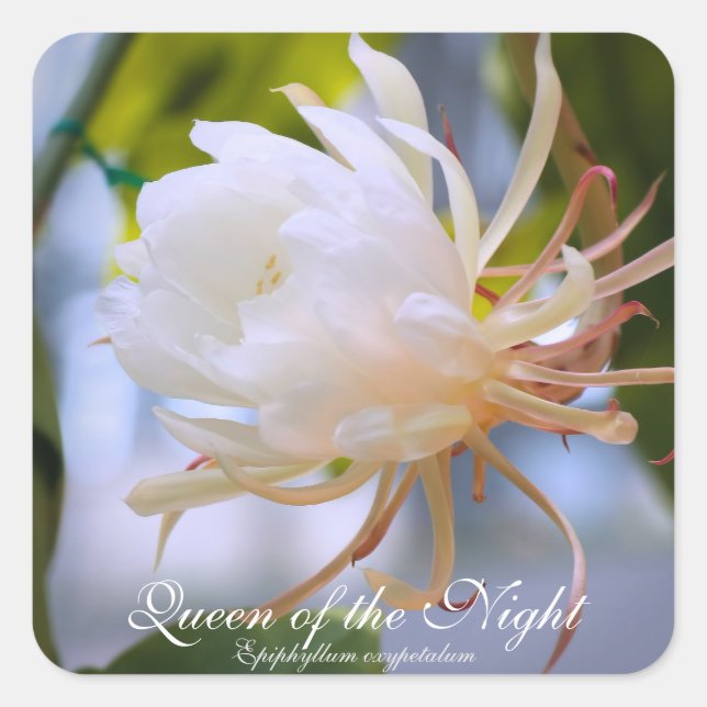 Queen of the Night：Square Seal Quadratischer Aufkleber (Vorderseite)