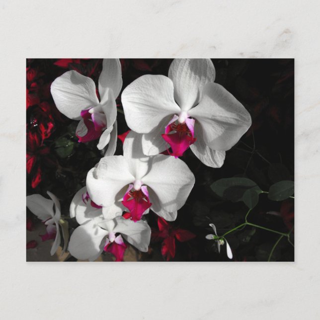 Queen Orchid Postkarte (Vorderseite)