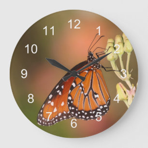 Queen-Schmetterling auf einem Ast Große Wanduhr