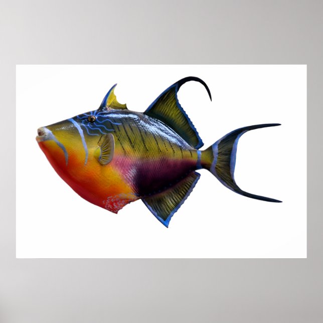 Queen Trigger Fish Poster (Vorne)