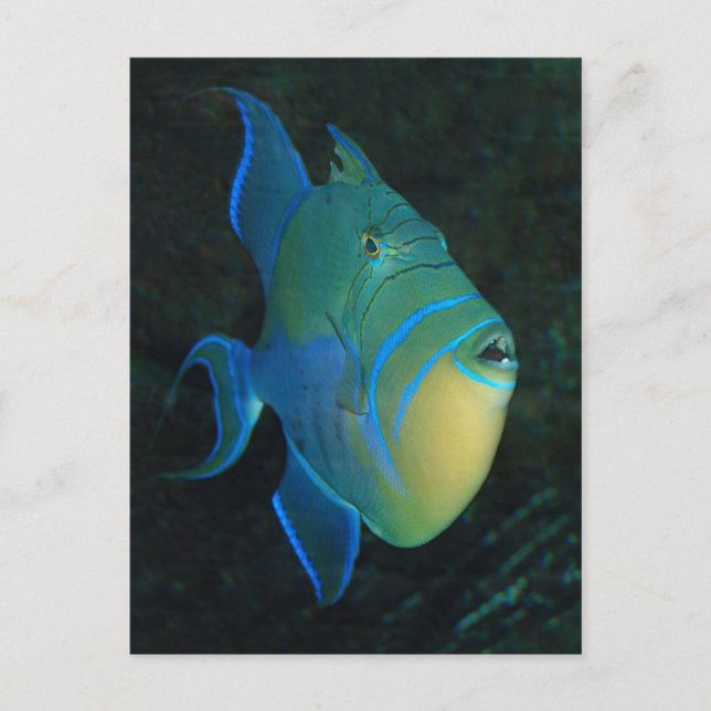 Queen Triggerfish Postkarte (Vorderseite)