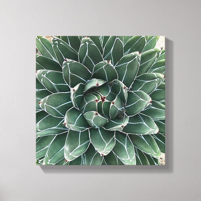 Queen Victoria agave Leinwand (Vorderseite)