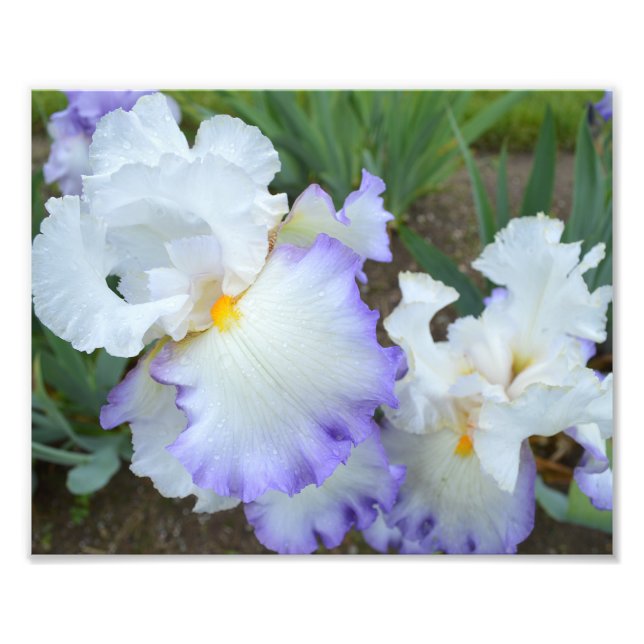 Queen's Circle Iris 10"x8" Foto Print (Vorne)