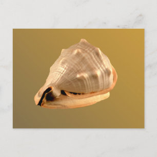 Queens Helmet Postkarte