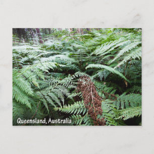 Queensland Australia Postcard Postkarte