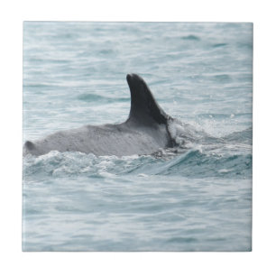 QUEENSLAND AUSTRALIEN DES BUCKEL-WAL-WHITSUBDAYS FLIESE