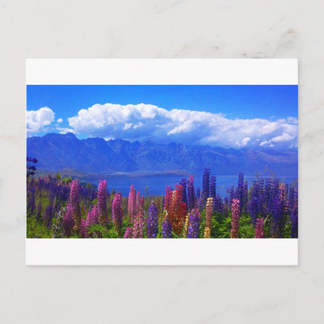 Queenstown Neuseeland Lupine über See Wakatipu Postkarte (Vorderseite)
