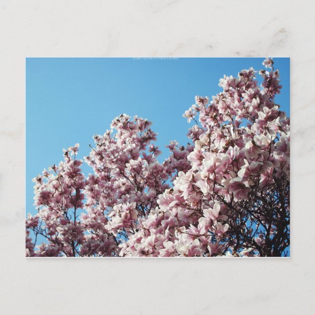 Quelle Postkarte (Vorderseite)