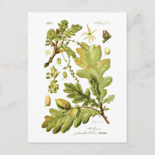 Quercus pedunculata (Stieleiche) Postkarte