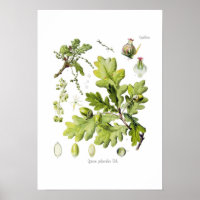 Quercus pedunculata : syn.Q robur. (Englische Eich