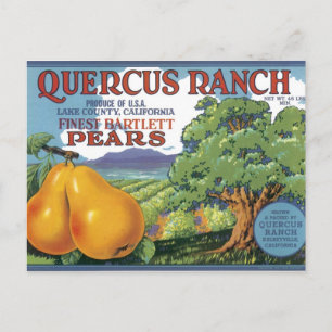 Quercus Ranch Bartlett-Birnen Postkarte