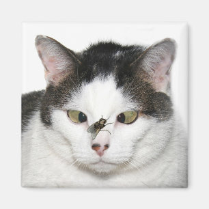Quere mit Augen Katze und Fliege Magnet