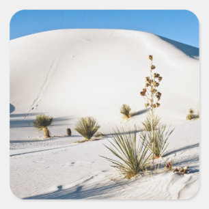 Querliegende Dünen und Soaptree Yucca Quadratischer Aufkleber