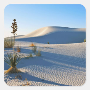 Querliegende Dünen, Yucca, Frühes Morgenlicht Quadratischer Aufkleber