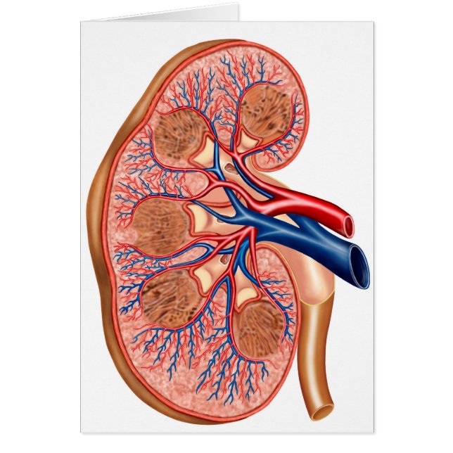 Querschnitt der inneren Anatomie einer Niere (Vorne)