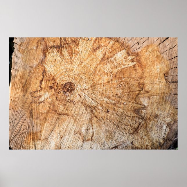 Querschnitt des Apfelbaums (Malus)abstrakt, b Poster (Vorne)