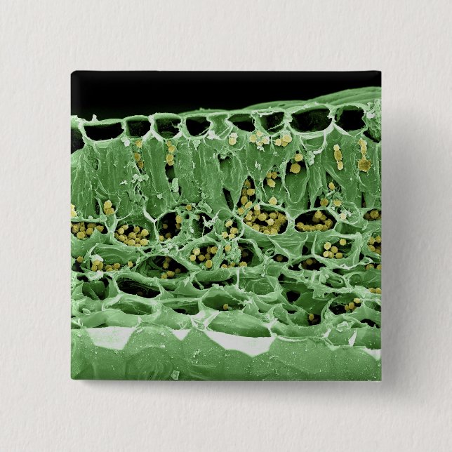 Querschnitt des Blattes Button (Vorderseite)