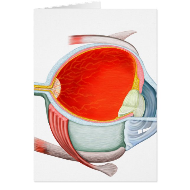 Querschnitt des menschlichen Auges (Vorne)