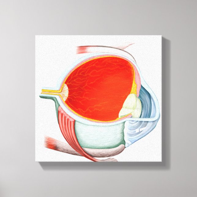 Querschnitt des menschlichen Auges Leinwanddruck (Vorderseite)