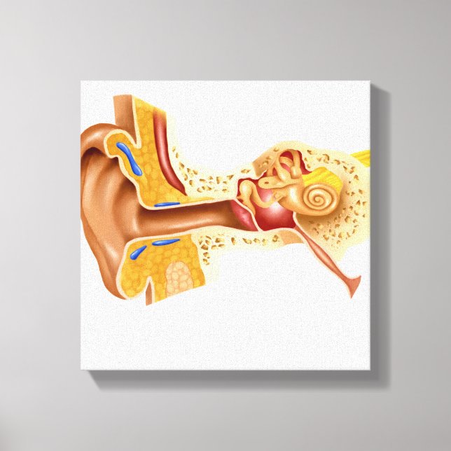 Querschnitt des menschlichen Ohrs Leinwanddruck (Vorderseite)