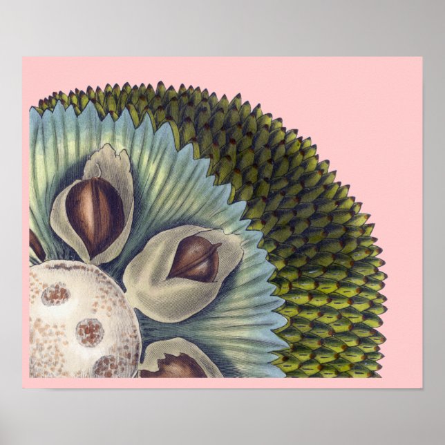 Querschnitt durch Breadfrüchte - tropische Lebensm Poster (Vorne)