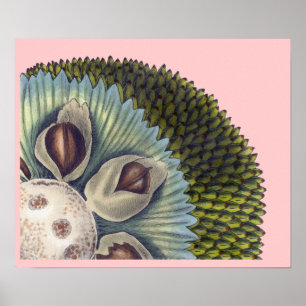 Querschnitt einer Brotfrucht - tropische Poster