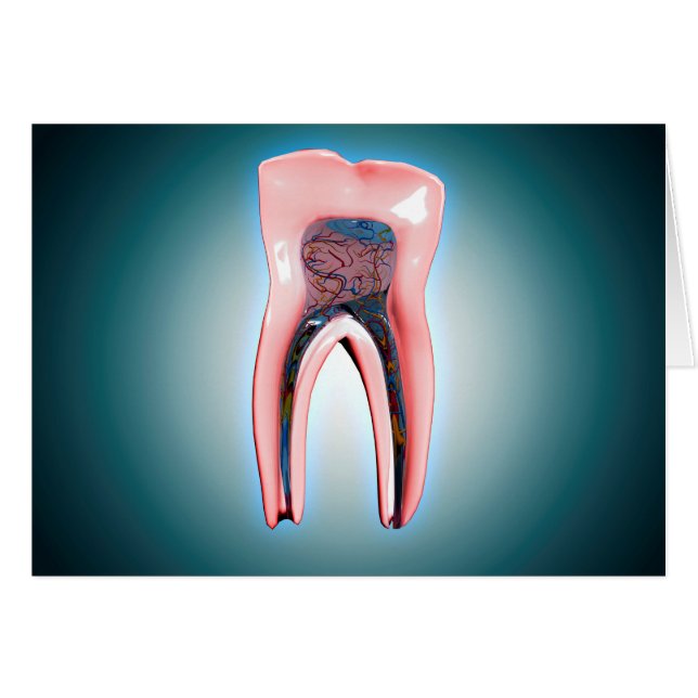 Querschnitt eines menschlichen Zahnes (Vorderseite (Horizontal))