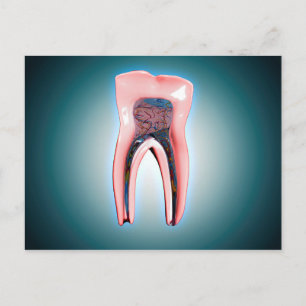 Querschnitt eines menschlichen Zahnes Postkarte