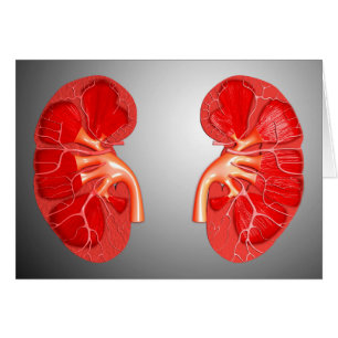 Querschnittliche menschliche Niere