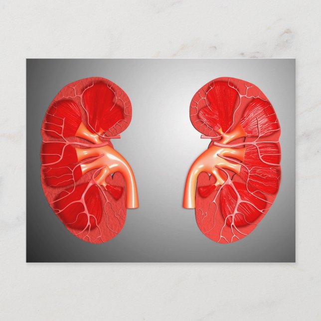 Querschnittliche menschliche Niere Postkarte (Vorderseite)