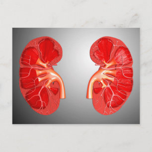 Querschnittliche menschliche Niere Postkarte