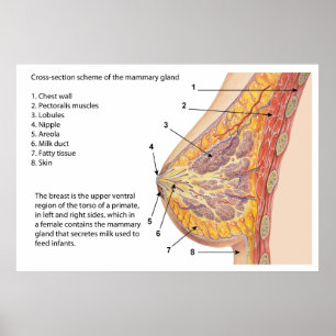 Querschnittsdiagramm des menschlichen Brustkorbs Poster