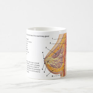 Querschnittsdiagramm des menschlichen Brustkorbs Tasse