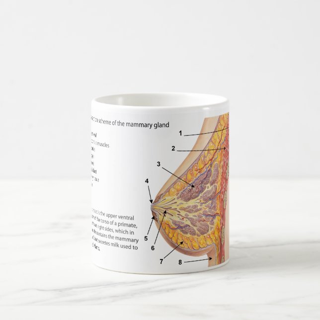 Querschnittsdiagramm des menschlichen Brustkorbs Tasse (Mittel)