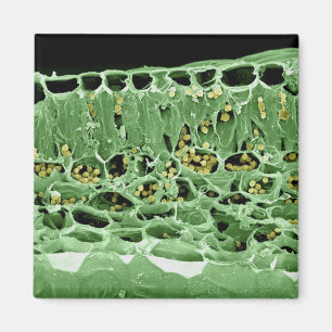 Querschnittsteil von Leaf Magnet