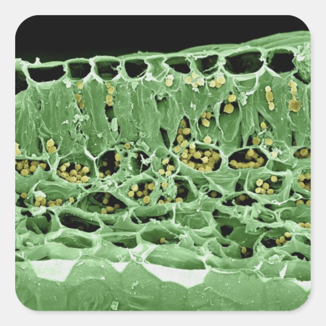 Querschnittsteil von Leaf Quadratischer Aufkleber (Vorderseite)