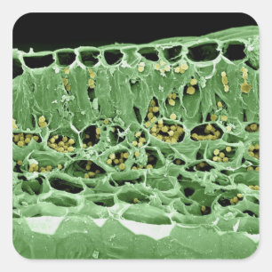 Querschnittsteil von Leaf Quadratischer Aufkleber