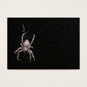 Querspinne ~ ATC